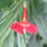 Ipomoea rubriflora Flor