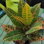 Codiaeum variegatum Blatt