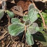 Erigeron pulchellus Leaf