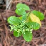 Euphorbia corollataBlad