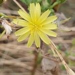 Lactuca saligna 花