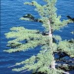 Pinus lambertiana Hábito