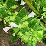 Clinopodium nepeta برگ