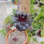 Aeonium arboreum Плод