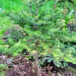 Abies koreana Облик