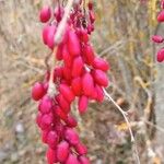 Berberis vulgaris Плід