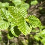 Alnus alnobetula Leaf