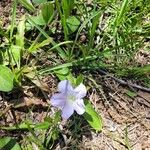 Ruellia humilisফুল