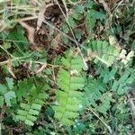 Adiantum caudatum Leaf