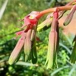Beschorneria yuccoides 花