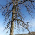 Ulmus thomasii Habit