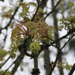 Acer macrophyllum Květ