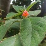 Kohleria hirsuta 葉