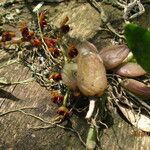 Bulbophyllum falcatum Habit