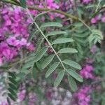 Indigofera australis Leaf