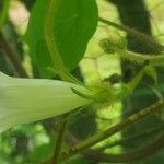 Ipomoea hederacea ফুল