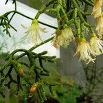 Rhipsalis cereuscula Flor
