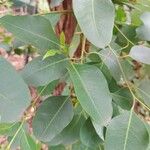 Eucalyptus robusta Fulla