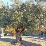 Olea europaea 形態