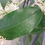 Acokanthera oppositifolia Leaf