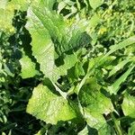 Lactuca alpina Leaf