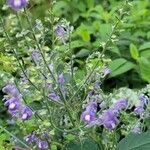 Scutellaria incana Blatt