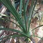 Pandanus urophyllus Leaf