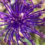 Muscari comosum Flower