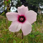 Hibiscus laevis Цвят