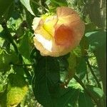 Gossypium barbadense Fula