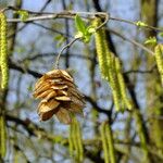 Ostrya carpinifolia Ffrwyth