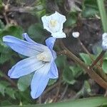 Scilla forbesii फूल