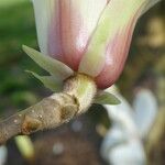 Magnolia cylindrica Květ
