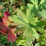 Geranium pratenseBlad