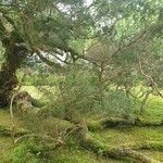 Melaleuca linariifolia Tervik taim