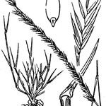 Festuca maritima Arall