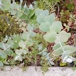 Eucalyptus pulverulenta Blad