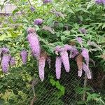 Buddleja davidiiFlower