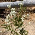 Pseudognaphalium californicum Flors