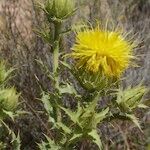 Carthamus arborescens Hábito