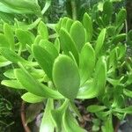 Sedum praealtum List