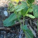 Sinapis arvensis Fula