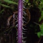 Lonchitis occidentalis Folio