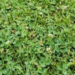 Trifolium nigrescens अन्य