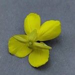 Diplotaxis tenuifolia 花