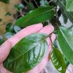 Piper tuberculatum Blad