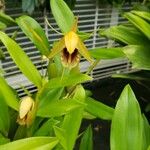 Coelogyne ovalis Flor