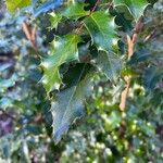 Berberis pinnata Leaf