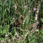 Veronica anagallis-aquatica Habit
