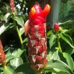 Costus woodsoniiFloare